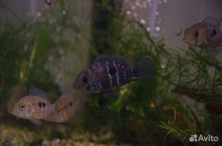 Окара бирюзовая