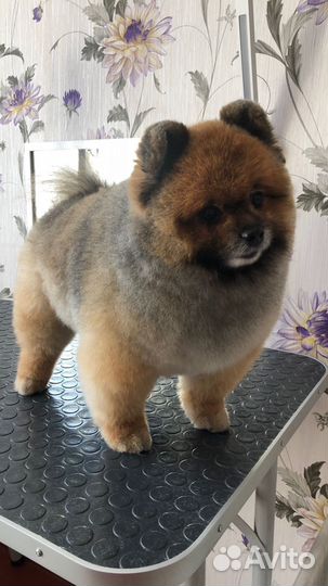 Груминг кошек и собак
