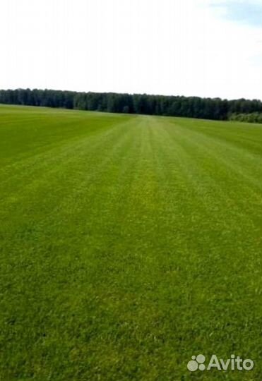 Рулонный газон