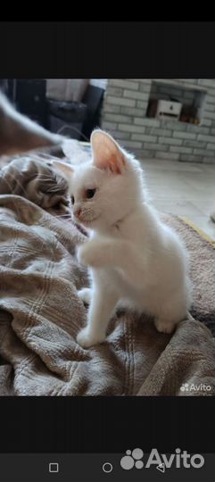 Котёнок девочка