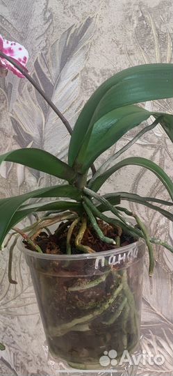 Орхидея фаленопсис Панда