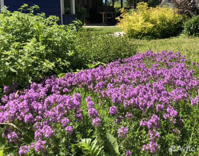 Тимьян, ароматные травы