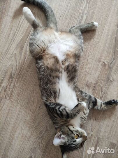 Кошка ждёт кота