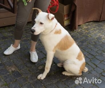 Рей - Кобель с большой буквы 