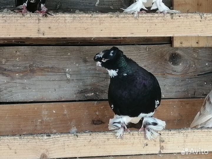 Голуби узбекские бойные