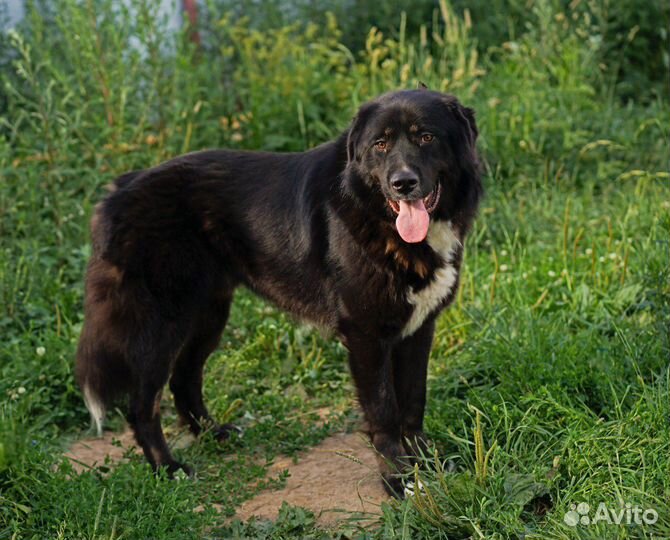 Крупная собака Алтай ищет семью