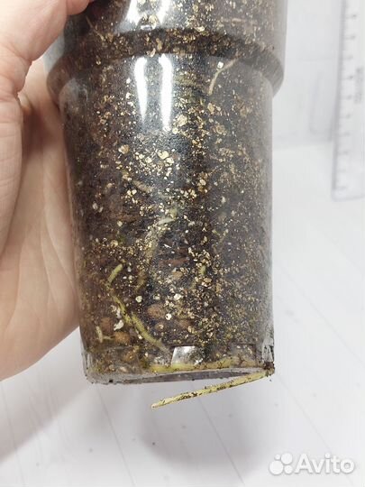 Монстера вариегатная жёлтая