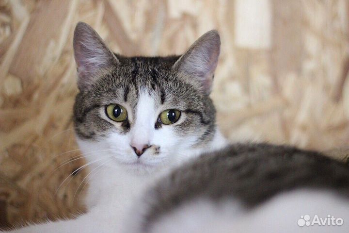 Молодая кошечка в добрые руки