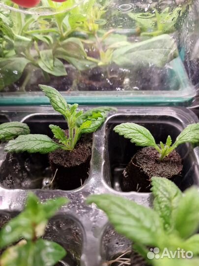 Вегетативные черенки