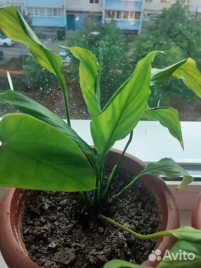 Антуриом и спатифиллум, алоэ