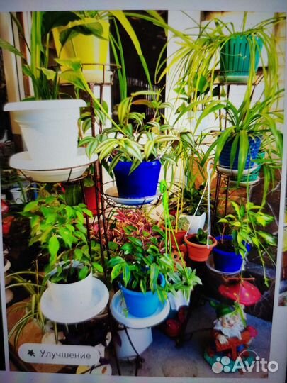 Комнатные растения