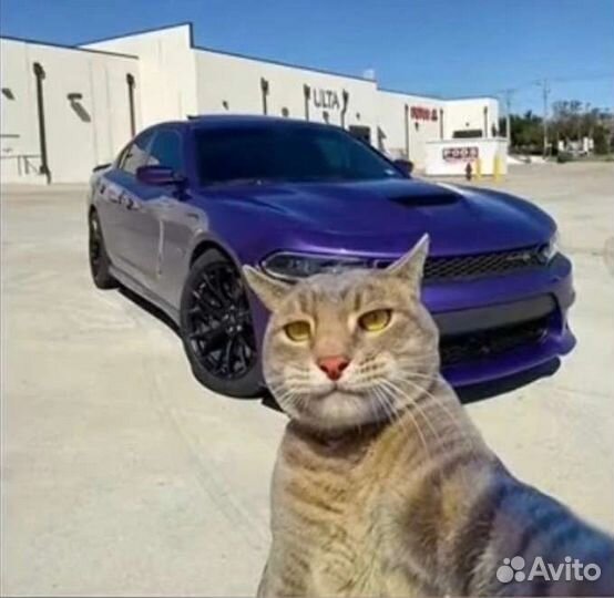 Топ 1 кошара