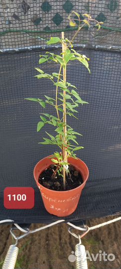 Клематисы, Гейхеры и более 80 видов многолетников