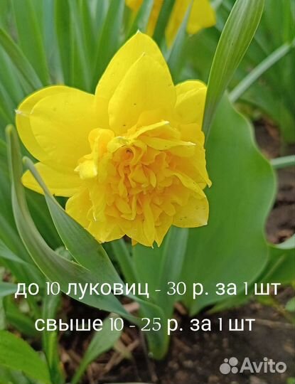 Нарцисс