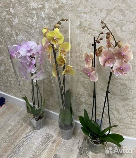 Орхидея биглип