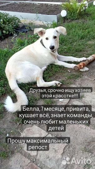 Собака в добрые руки отдам бесплатно