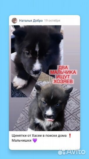 Щенки от Хаски