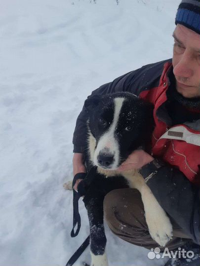 Щенок - подросток ищет своего человека