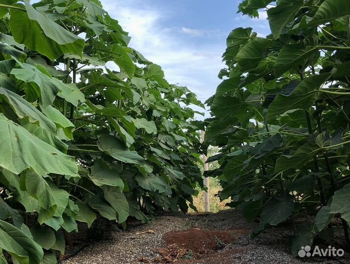 Павловния быстрорастущее дерево