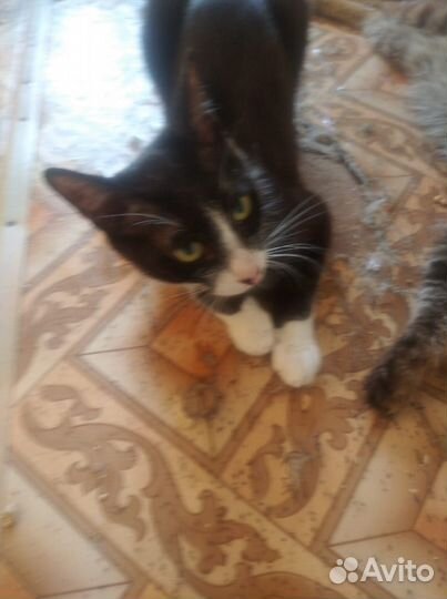 Кошки в добрые руки бесплатно