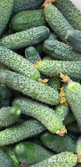 Огурцы свежие домашние