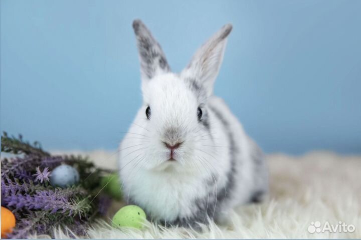 Кролик карликовый / Мини кролик