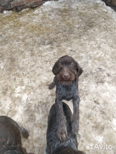 Щенки дратхара