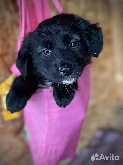 Щенки в добрые руки