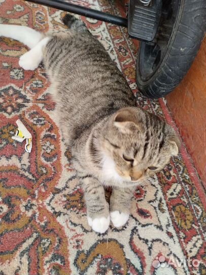 Вислоухая шиншилла а добрые руки