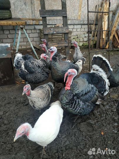 Индюки индюшата