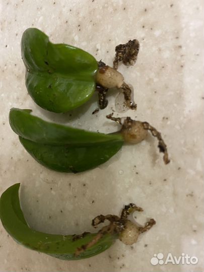 Замиокулькас зензи