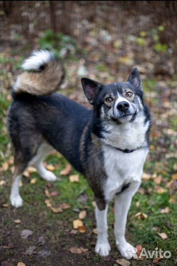 Собака в дар