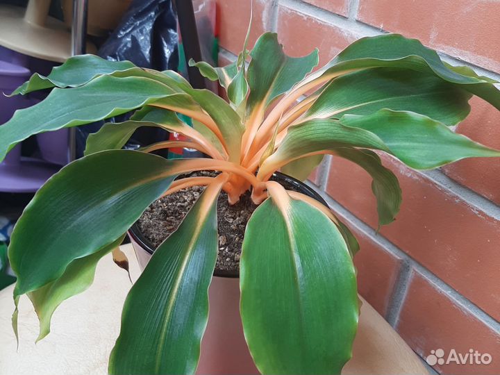 Много растений