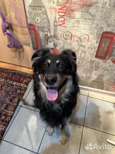 Собака в добрые руки