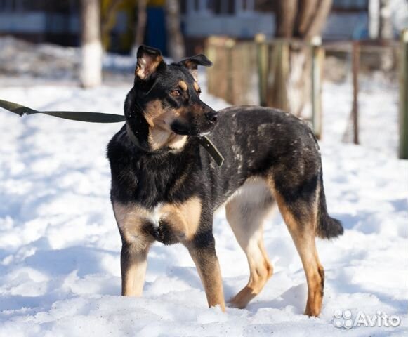 Боня ищет новый дом