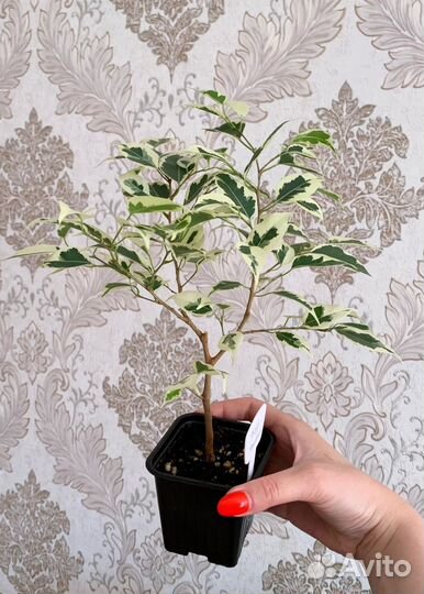 Фикус Твилайт