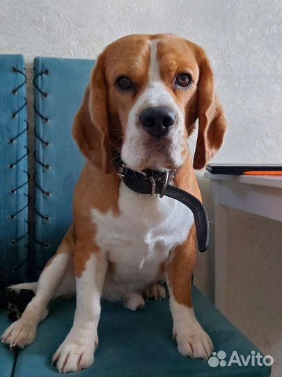 Бигль вязка