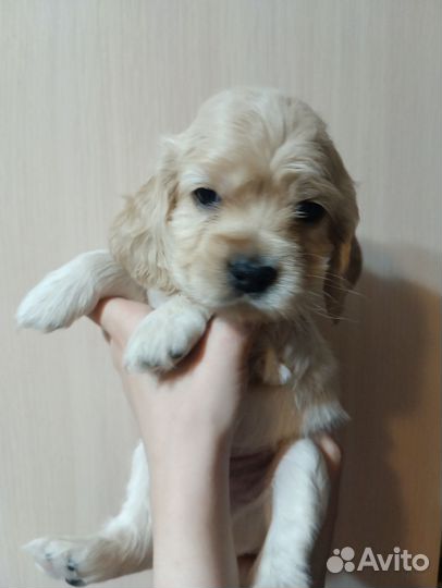 Кокер спаниель