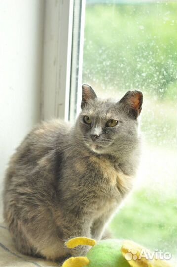 Милая Мила в поиске дома