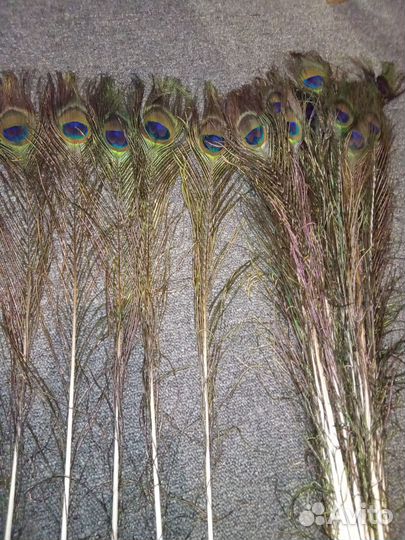 Перо павлина. много. разные