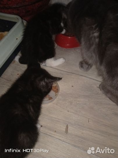 Отдам котят