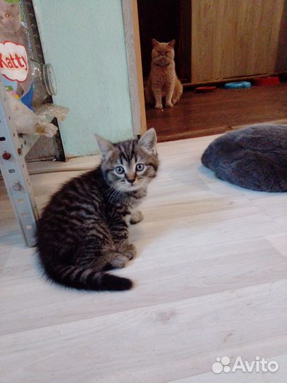 Котята бесплатно