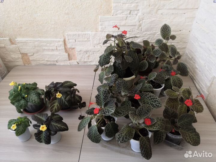 Комнатные растения цветы