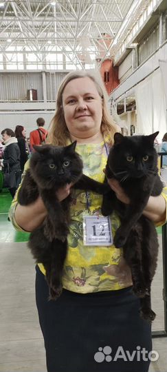 Котята девочки Курильский бобтейл