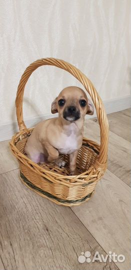 Щенки Чихуахуа