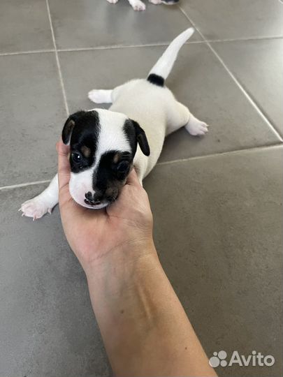 Щенки джек рассел терьер