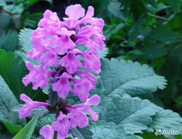 Буквица, вербейник монетчатый