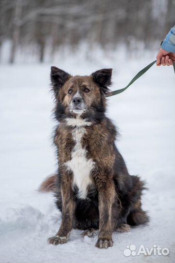 Собака Мартина в добрые руки