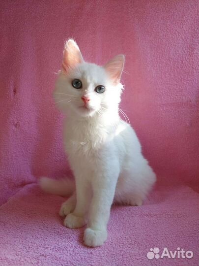 Котята без породы