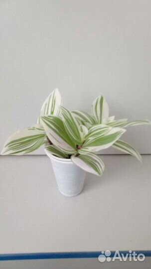 Традесканция зебрина